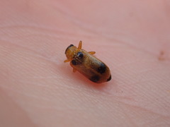 Phyllobrotica quadrimaculata