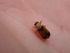 Phyllobrotica quadrimaculata