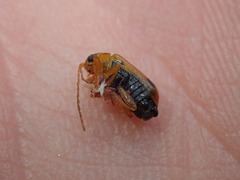 Phyllobrotica quadrimaculata