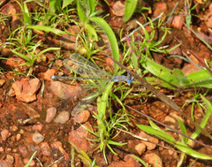 Lestes malabaricus