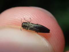 Agrilus angustulus