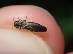 Agrilus angustulus