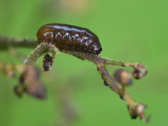 Cionus scrophulariae