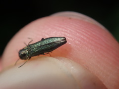 Agrilus angustulus