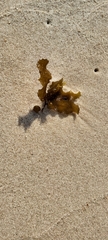 Sargassum