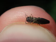 Agrilus angustulus