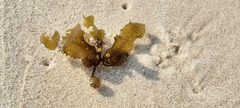 Sargassum