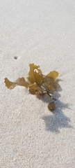 Sargassum