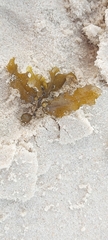 Sargassum