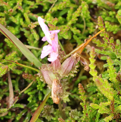 Pedicularis sylvatica