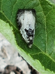 Olethreutes malana