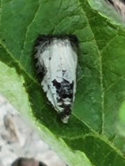 Olethreutes malana