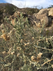 Atriplex canescens laciniata