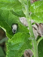 Olethreutes malana