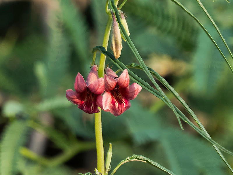 Sesamum alatum