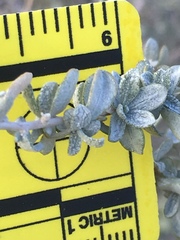 Atriplex canescens laciniata