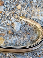 Ophisaurus attenuatus