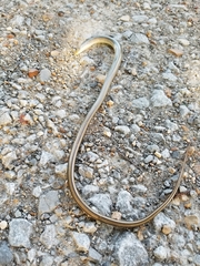 Ophisaurus attenuatus