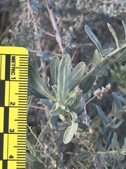 Atriplex canescens laciniata