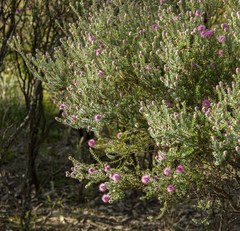 Phymatocarpus maxwellii