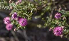 Phymatocarpus maxwellii