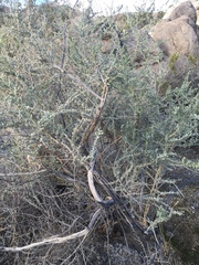 Atriplex canescens laciniata