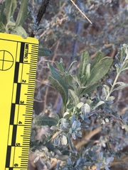 Atriplex canescens laciniata