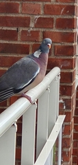 Columba palumbus