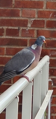 Columba palumbus