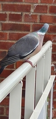 Columba palumbus