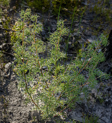 Grevillea plurijuga superba