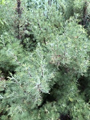 Artemisia abrotanum