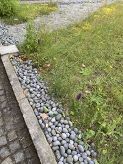 Dactylorhiza purpurella