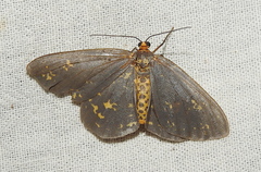 Abraxas poliaria