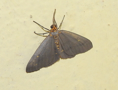 Abraxas poliaria