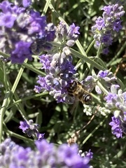 Megachile versicolor