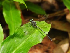 Leptogomphus gestroi