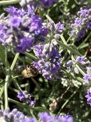 Megachile versicolor