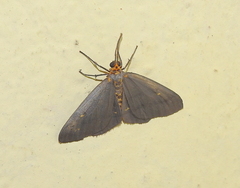 Abraxas poliaria