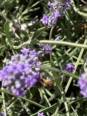 Megachile versicolor