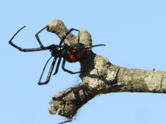 Latrodectus mirabilis