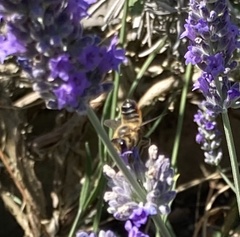 Megachile versicolor