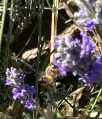 Megachile versicolor