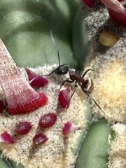 Camponotus rubrithorax