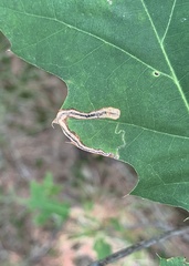 Stigmella quercipulchella