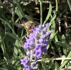 Megachile versicolor