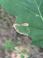 Stigmella quercipulchella