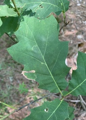 Stigmella quercipulchella