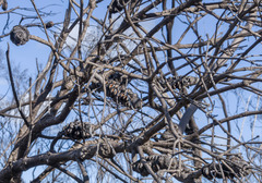 Banksia media