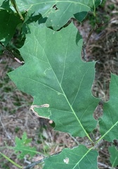 Stigmella quercipulchella